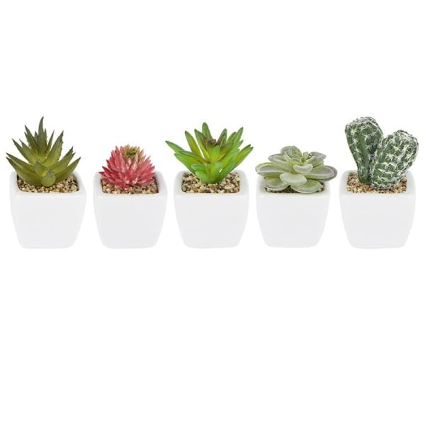 Deko-Sukkulenten, 6,5cm bis 9cm hoch, in weißem Blumentopf, 5 Stück