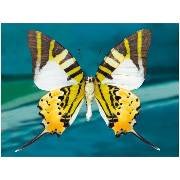 Diamond-Painting-Bild, Schmetterling 2, 25cm x 35cm, inkl. Werkzeug