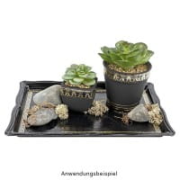 Deko-Sukkulenten, 6,5cm bis 9cm hoch, in weißem Blumentopf, 5 Stück