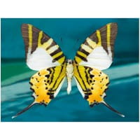 Diamond-Painting-Bild, Schmetterling 2, 25cm x 35cm, inkl. Werkzeug