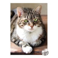 Diamond-Painting-Bild, Strass, Katze 2, 25cm x 35cm, inkl. Werkzeug
